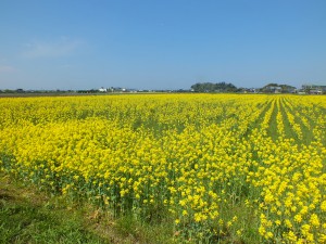 2015年の菜種！